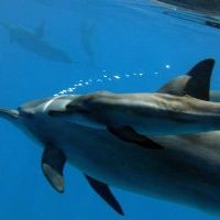 dolphin-mother-with-baby-2-400x200